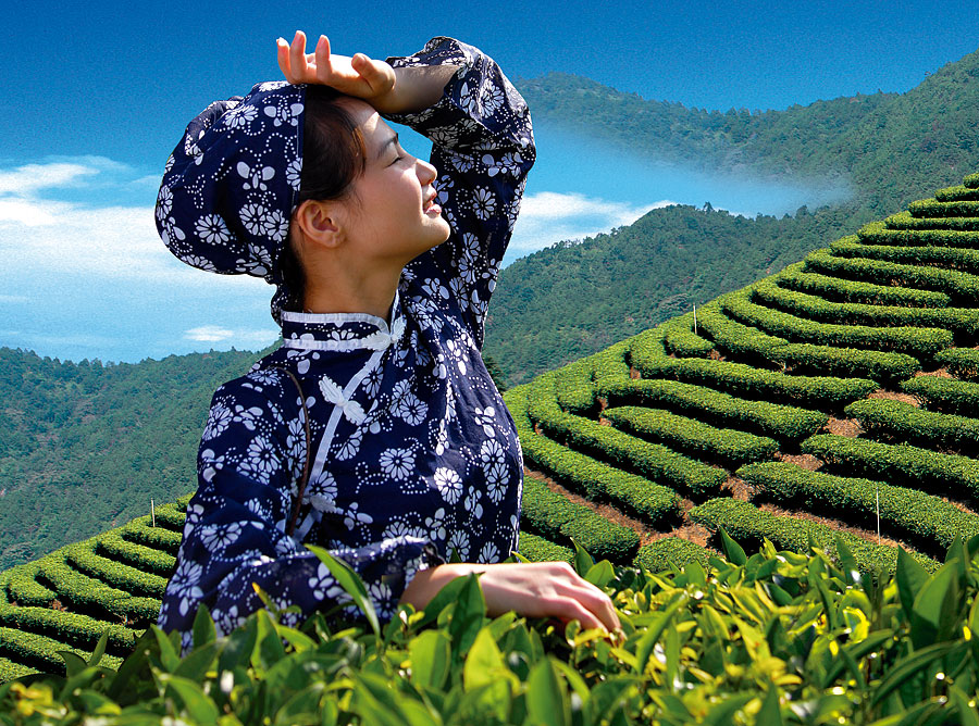  黑眼睛广告为灵光寺景区拍摄的茶田采茶姑娘